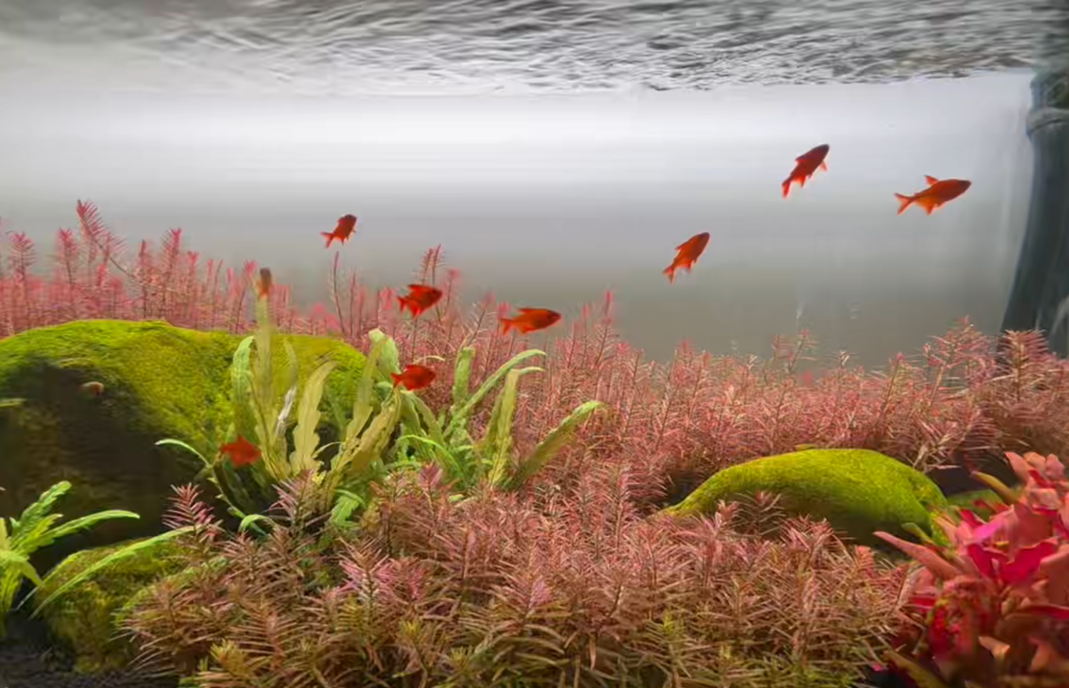 Aquarium