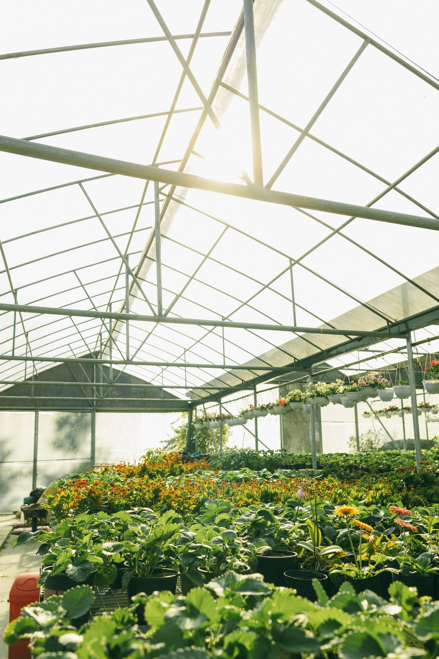 Greenhouse/Outdoor
